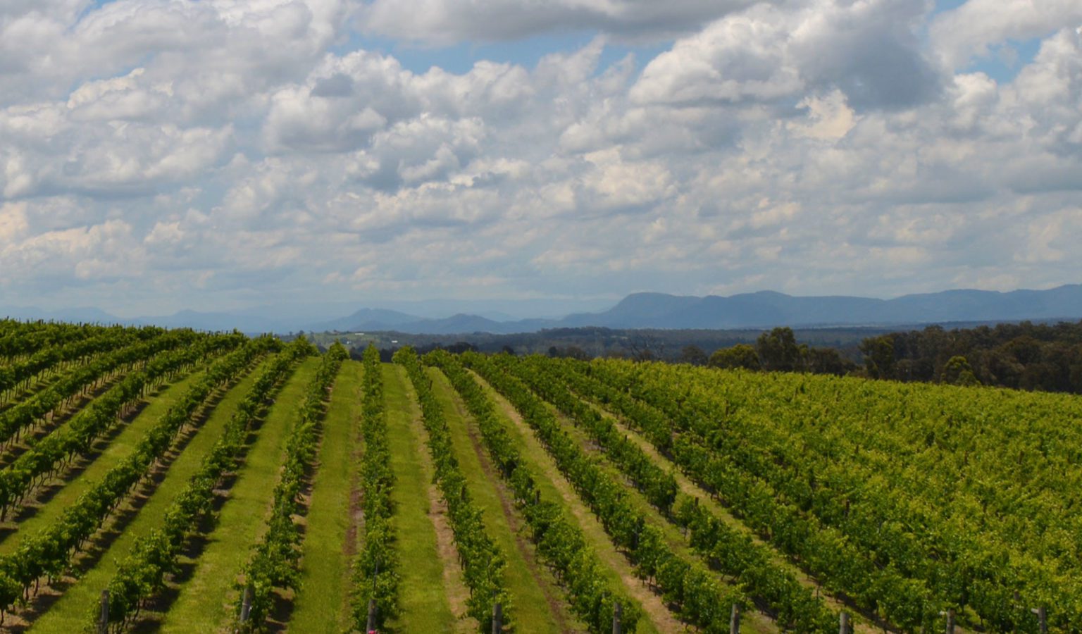 Mount Eyre Vineyard Broke