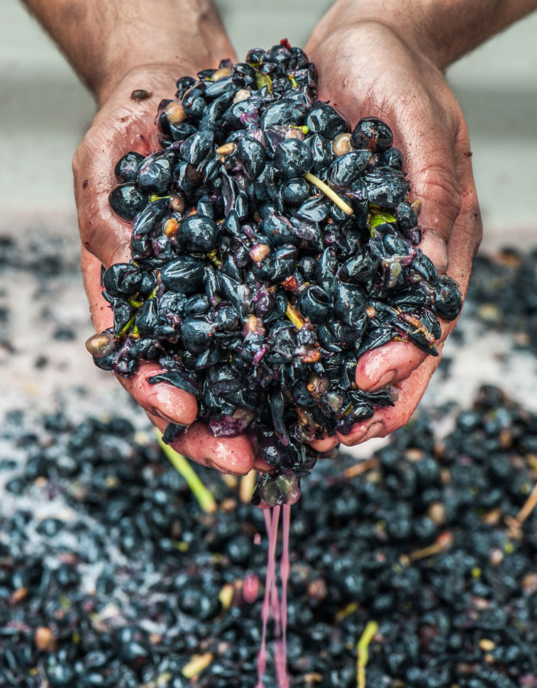 Fermenting grapes