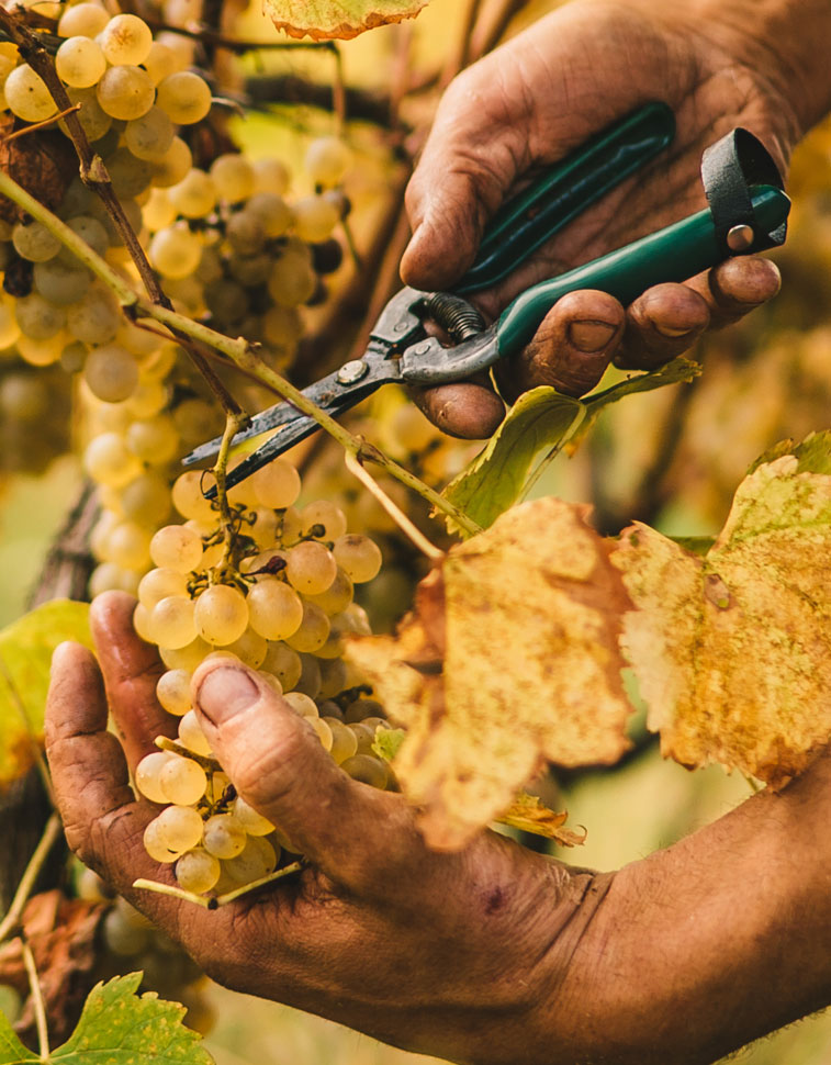 Hand picked harvest