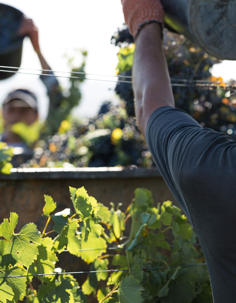 Hand picked harvest