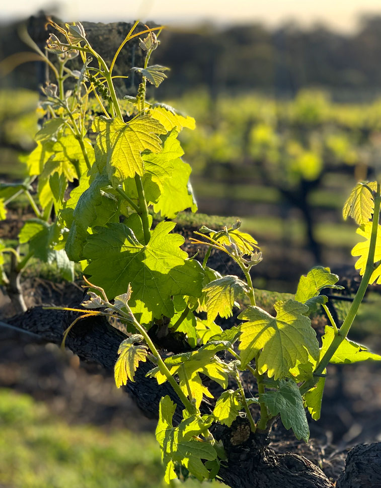 Mount Eyre Vines