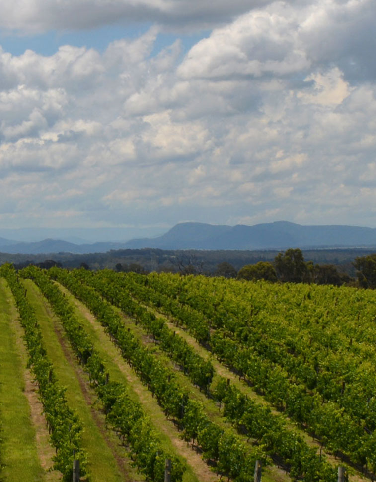 Mount Eyre Vineyard