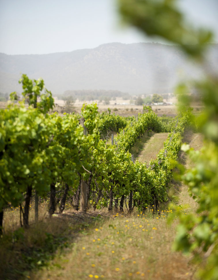 Mount Eyre Vineyard Three Ponds